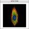 Ras And Rab Interactor 2 antibody, GTX117153, GeneTex, Immunofluorescence image 