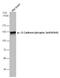 Cadherin 1 antibody, PA5-77905, Invitrogen Antibodies, Western Blot image 