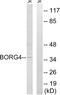 CDC42 Effector Protein 4 antibody, GTX87556, GeneTex, Western Blot image 