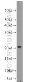 Fibroblast Growth Factor 16 antibody, 16876-1-AP, Proteintech Group, Western Blot image 