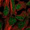 Dishevelled Associated Activator Of Morphogenesis 2 antibody, PA5-62373, Invitrogen Antibodies, Immunofluorescence image 