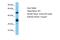 Sp7 Transcription Factor antibody, PA5-40411, Invitrogen Antibodies, Western Blot image 