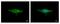 Insulin Degrading Enzyme antibody, PA5-29350, Invitrogen Antibodies, Immunofluorescence image 