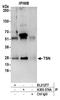 TSN antibody, A305-374A, Bethyl Labs, Immunoprecipitation image 