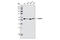 Tubulin Alpha 1b antibody, 2125S, Cell Signaling Technology, Western Blot image 