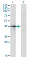 Septin 1 antibody, MA5-18728, Invitrogen Antibodies, Western Blot image 