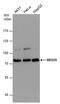 Mediator Complex Subunit 25 antibody, PA5-78590, Invitrogen Antibodies, Western Blot image 