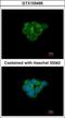 Cholinergic Receptor Nicotinic Alpha 3 Subunit antibody, GTX105495, GeneTex, Immunocytochemistry image 