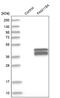 Family With Sequence Similarity 118 Member A antibody, PA5-52017, Invitrogen Antibodies, Western Blot image 