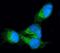 Profilin 1 antibody, PB9313, Boster Biological Technology, Immunofluorescence image 
