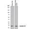 Cystatin E/M antibody, MAB1286, R&D Systems, Western Blot image 