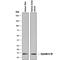 Cystatin E/M antibody, MAB1286, R&D Systems, Western Blot image 