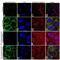 Keratin 8 antibody, 711208, Invitrogen Antibodies, Immunofluorescence image 