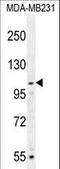 Myb Like, SWIRM And MPN Domains 1 antibody, LS-C164729, Lifespan Biosciences, Western Blot image 