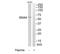 Sorting Nexin 4 antibody, TA314802, Origene, Western Blot image 