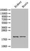 60S ribosomal protein L11 antibody, MBS715141, MyBioSource, Western Blot image 