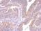 Suv3 Like RNA Helicase antibody, MA5-27784, Invitrogen Antibodies, Immunohistochemistry frozen image 