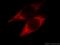 NUOMS antibody, 66050-1-Ig, Proteintech Group, Immunofluorescence image 