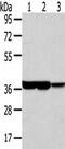 Transaldolase 1 antibody, CSB-PA977634, Cusabio, Western Blot image 