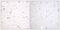 Cell Division Cycle 16 antibody, PA5-38568, Invitrogen Antibodies, Immunohistochemistry frozen image 
