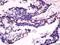 Sterol O-Acyltransferase 1 antibody, orb330738, Biorbyt, Immunohistochemistry paraffin image 