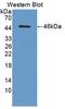 Bone Morphogenetic Protein 8a antibody, LS-C372887, Lifespan Biosciences, Western Blot image 