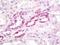 Src Like Adaptor antibody, orb96258, Biorbyt, Immunohistochemistry paraffin image 