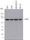 CREB Regulated Transcription Coactivator 2 antibody, MAB6338, R&D Systems, Western Blot image 