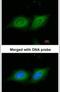 14-3-3 beta antibody, PA5-29689, Invitrogen Antibodies, Immunofluorescence image 
