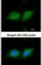 14-3-3 beta antibody, PA5-29689, Invitrogen Antibodies, Immunofluorescence image 