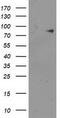 Acyl-CoA Synthetase Short Chain Family Member 2 antibody, LS-C173346, Lifespan Biosciences, Western Blot image 