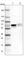 Activating Transcription Factor 2 antibody, HPA022134, Atlas Antibodies, Western Blot image 