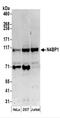 NEDD4 Binding Protein 1 antibody, NBP2-37688, Novus Biologicals, Western Blot image 
