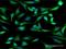 Heterogeneous Nuclear Ribonucleoprotein D antibody, H00003184-D01P, Novus Biologicals, Immunocytochemistry image 