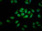 Ras Association Domain Family Member 3 antibody, LS-C681188, Lifespan Biosciences, Immunofluorescence image 