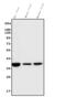 Arginase 1 antibody, M01106-4, Boster Biological Technology, Western Blot image 