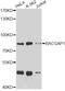 Rac GTPase-activating protein 1 antibody, STJ27251, St John