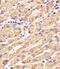 Glutathione synthetase antibody, PA5-49598, Invitrogen Antibodies, Immunohistochemistry paraffin image 