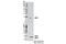 Vesicle Associated Membrane Protein 1 antibody, 13151S, Cell Signaling Technology, Western Blot image 