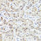 Perilipin 3 antibody, LS-C746771, Lifespan Biosciences, Immunohistochemistry frozen image 
