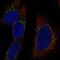 RAB30, Member RAS Oncogene Family antibody, NBP2-55956, Novus Biologicals, Immunofluorescence image 