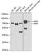 Hemopexin antibody, GTX54150, GeneTex, Western Blot image 