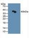 HSPA (Hsp70) Binding Protein 1 antibody, LS-C294394, Lifespan Biosciences, Western Blot image 