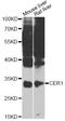 Cerberus 1, DAN Family BMP Antagonist antibody, A7354, ABclonal Technology, Western Blot image 