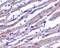 Apoptotic Peptidase Activating Factor 1 antibody, LS-C284, Lifespan Biosciences, Immunohistochemistry frozen image 