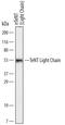 Tetanus toxin antibody, MAB6535, R&D Systems, Western Blot image 