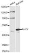 Adenosylhomocysteinase antibody, LS-C749193, Lifespan Biosciences, Western Blot image 