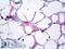 Collagen Type XVIII Alpha 1 Chain antibody, LS-B5686, Lifespan Biosciences, Immunohistochemistry frozen image 
