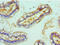 Rho Associated Coiled-Coil Containing Protein Kinase 2 antibody, orb352910, Biorbyt, Immunohistochemistry paraffin image 