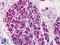 Poly(ADP-Ribose) Polymerase 1 antibody, LS-B4771, Lifespan Biosciences, Immunohistochemistry frozen image 